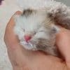 “Gelukkig blijft ze alert en krachtig”: vijfde kitten gered uit vuilniswagen blijft zorgenkindje