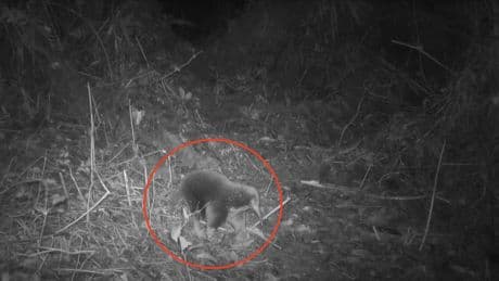 Colocan 80 cámaras trampa y logran grabar a un raro animal que se creía extinto desde 1961