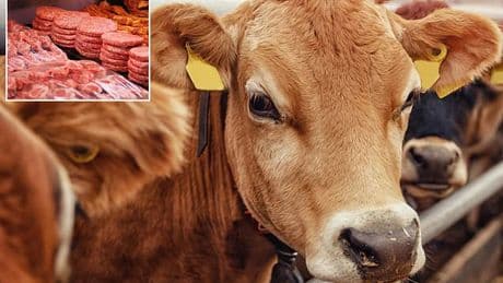 Warning as deadly cattle-borne superbug is spreading to humans