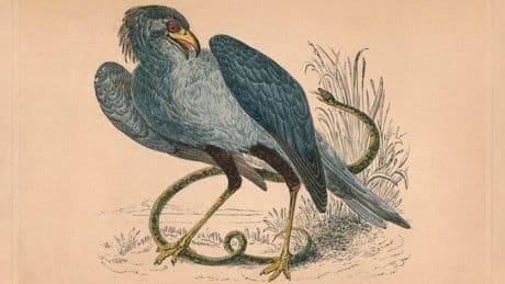 A Biologist Spotlights The Strangest ‘Bird Of Prey’ On Earth (Hint: It Hunts Venomous Snakes On Foot)
