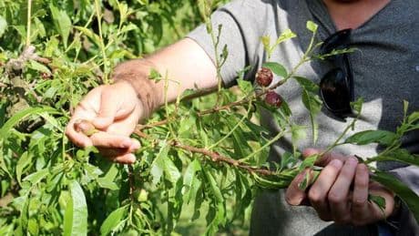 La granizada de Lleida causó daños en frutales y campos de cereales por unos 25 millones de euros
