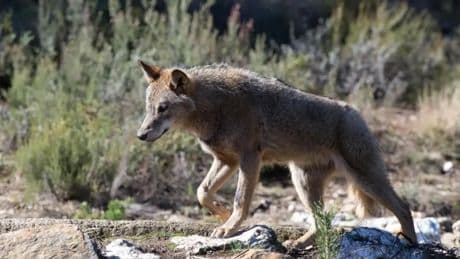 El Gobierno impugnará ante la UE la decisión de las comunidades de volver a matar lobos pese a que la especie crece un 12% desde 2019