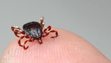 Kene ısırdığında ne yapılmalı ne yapılmamalı? Kene ısırması ve kırım-kongo kanamalı ateşi (KKKA) belirtileri nelerdir?