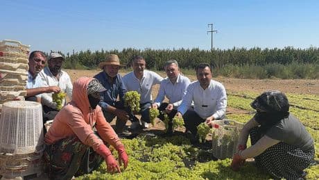 Manisa’da üzüm üreticisi dertli: “Bütün emeğimiz karşılıksız, üretimden çekileceğiz”