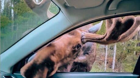 Could this be Canada's friendliest moose? Woman recalls encounter near Alberta's Maligne Lake