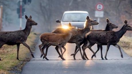 Unfälle/Wildwechsel: Jährlich 3000 Verletzte bei Wildunfällen – Tipps für Autofahrer