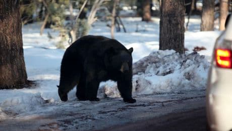 Arizona Wildlife Crossing To Make Travel Safer On Grand Canyon Route