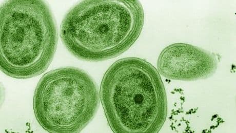 Prochlorococcus: Winzigem Meeresbakterium droht extremer Schwund