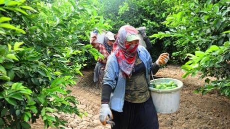 Markette kilosu 150 lirayı aştı: Fiyatı düşürecek hasat başladı