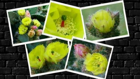 El duraznillo, el cactus que todo el mundo quiere en su jardín