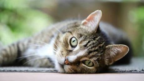 Arriva la cura per la Fip dei gatti: autorizzato l'impiego veterinario del Remdesivir