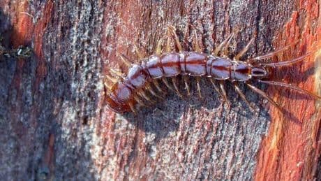 Les mille-pattes et les insectes perles sont dans une situation préoccupante en France