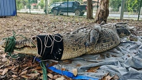 Riesen-Reptil Rettung - 12 Männer bändigen 400 kg-Krokodil