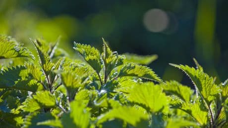Überraschung im Garten: Diese Unkraut-Blätter sind besser als jedes Superfood