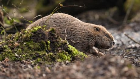 The man who brought Scotland's beavers back: 10 books to read next