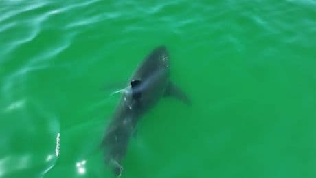 Massive 15ft great white shark spotted just feet from tourist hotspot pier