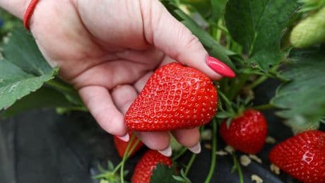 Dresden: Erdbeeren selbst pflücken – Adressen und Öffnungszeiten