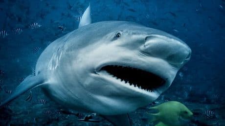 Shark attack horror as boy, 8, left fighting for his life after snorkelling trip
