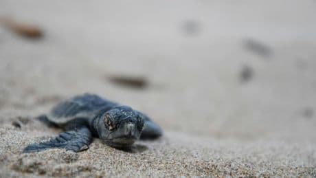 "Un moment rare et précieux": une tortue caouanne pond sur une plage du Var pour la deuxième fois en 15 jours