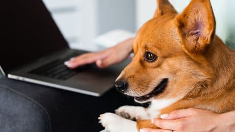 Teure Hundesteuer: In diesen Städten greifen Hundehalter am tiefsten in die Tasche