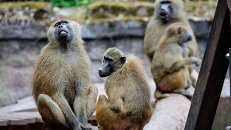 Debatte über Pavian-Tötung - Tiergarten ein Tag geschlossen