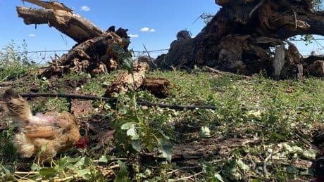 Southern Alberta farm devastated by hailstorm, loses beloved camel