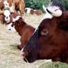 Dermatose nodulaire bovine : 47 foyers désormais répertoriés en Savoie et en Haute-Savoie, selon le ministère de l'Agriculture