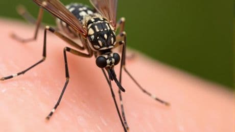 Dengue : un premier épisode de transmission autochtone détecté en Auvergne-Rhône-Alpes