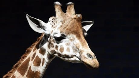Ein Tag im Zoo Berlin – was man unbedingt sehen sollte