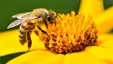 “Abeilles cyborgs” ou “drones moustiques”, les étonnantes armes envisagées par la Chine