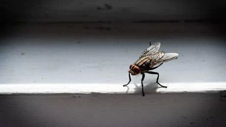 Houseflies stay away if you spray natural kitchen ingredient in your home