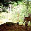 Tranquil Disney-like scene takes a horrible twist as trail cam shows black bear pounce on Bambi