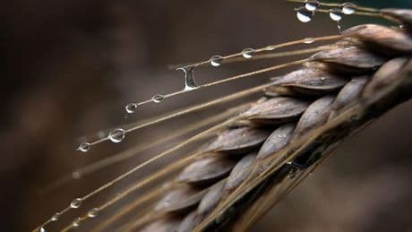 Landwirtschaft: Regen statt Ernte - was bedeutet das fürs Brotgetreide?