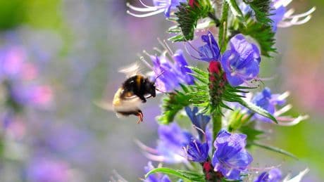 Pflanzen: Kennen Sie diese Wildblumen?