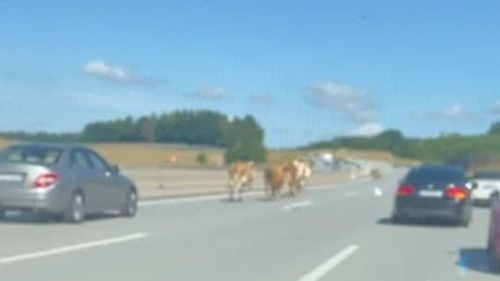 Bei München - Ausgebüxte Kuhherde legt Autobahn lahm