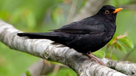 Traurigen Zahlen  - Immer weniger Vögel im Garten