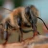 Scientists make 'superfood' that could save honeybees