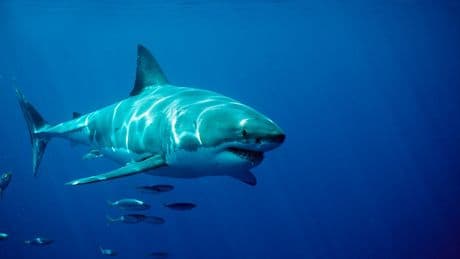 ‘Biggest shark EVER tagged by researchers’ – 14ft & 1,600lb great white dubbed ‘The Contender’ – spotted prowling off US