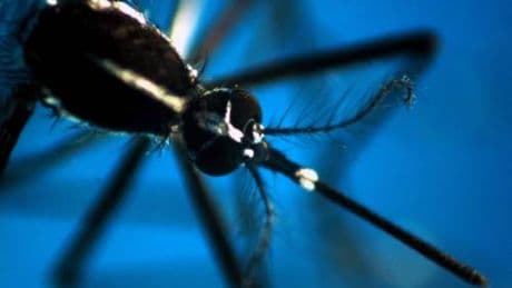 Da Dengue a West Nile, arbovirus minaccia per l'Italia: l'allarme
