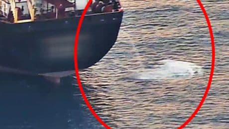Antalya Körfezi'nde alarm: 3 kat arttı