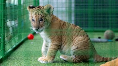 Seltene Kreuzung aus Tiger und Löwe in rumänischem Zoo geboren
