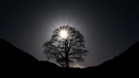 Call for trees to be ‘listed’ like historic buildings in wake of Sycamore Gap felling