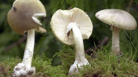 Pilz-Vergiftung: Das passiert bei einem Verdacht
