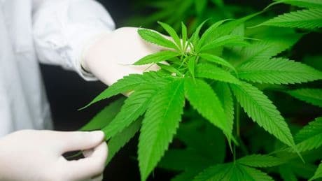 Où le cannabis est-il légal en Europe? Où est-il dépénalisé?