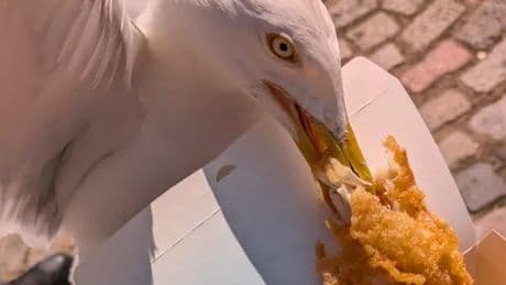 Scot travelled seven hours for famous fish supper before it was gulped by seagull