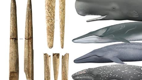 Las armas de hueso de ballena nacieron en el Golfo de Bizkaia hace 20.000 años