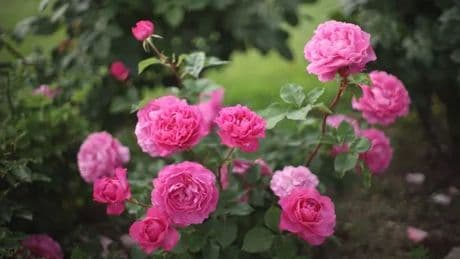 Expert says feed roses with 'wonderful' scrap to produce 'better blooms'