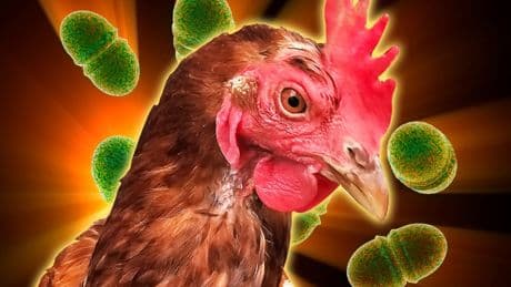 Woman, 26, left battling life-threatening knee infection after freak rooster attack