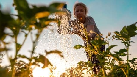 Bei Hitze: Profi-Gärtner sagt, zu welcher Uhrzeit Sie im Sommer gießen sollten