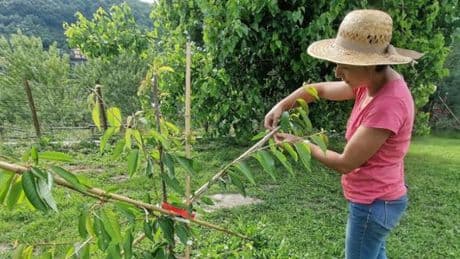 Il Tigullio salva la frutta a rischio estinzione
